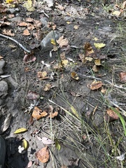 Equisetum variegatum