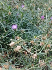 Centaurea × pouzinii