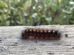 Spilosomina