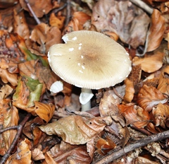 Amanita pantherina