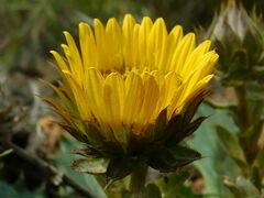 Berkheya armata