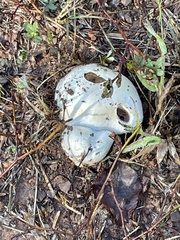 Calvatia cyathiformis