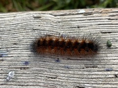 Spilosomina