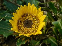 Berkheya armata
