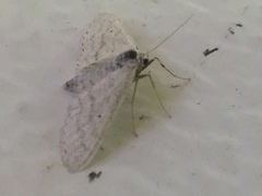 Idaea tacturata
