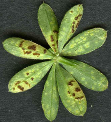 Puccinia punctata