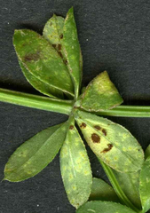 Puccinia punctata