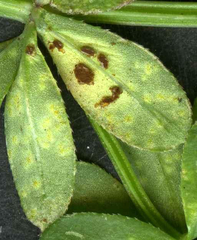 Puccinia punctata
