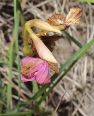 Ophrys tenthredinifera