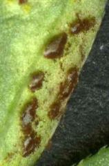 Puccinia punctata