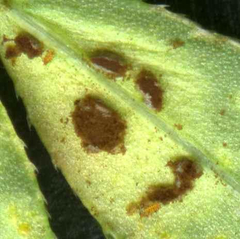 Puccinia punctata