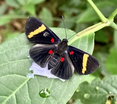 Melanis electron