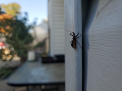 Acholla multispinosa