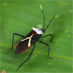 Leptoscelis tricolor