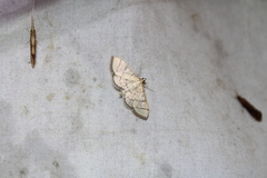 Blepharomastix ranalis