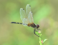 Trithemis pallidinervis