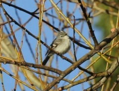 Serpophaga