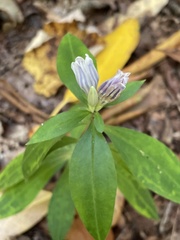 Gentiana decora
