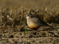 Eurasian Dotterel photo 5