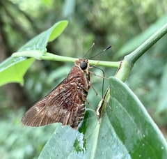 Decinea decinea derisor