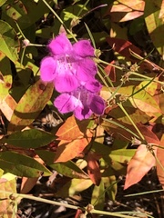 Agalinis setacea