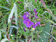 Verbascum phoeniceum