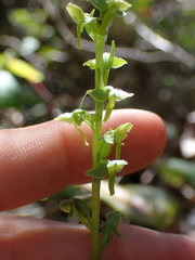 Platanthera stricta