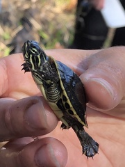 Deirochelys reticularia