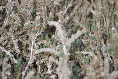 Crucianella maritima