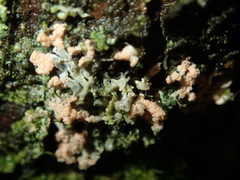 Erythricium aurantiacum