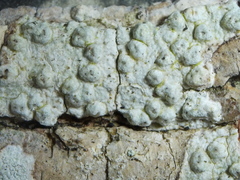 Pertusaria pertusa