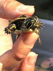 Deirochelys reticularia