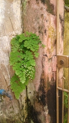 Adiantum tenerum