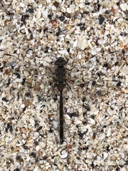 Rhionaeschna galapagoensis