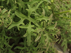 Valeriana senecioides