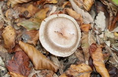 Agaricus