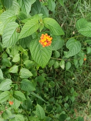 Lantana camara