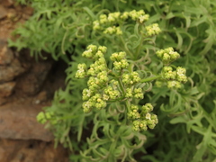 Valeriana senecioides