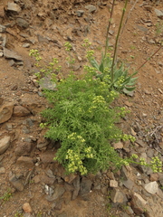 Valeriana senecioides