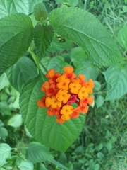 Lantana camara