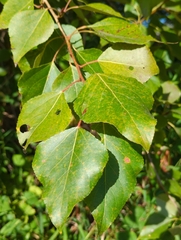 Populus