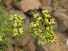 Valeriana senecioides