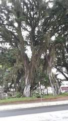 Ficus doliaria