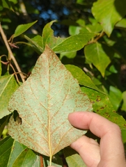 Populus