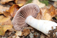 Agaricus