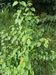 Lantana camara