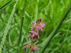 Desmodium incanum
