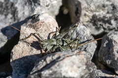 Paradrymadusa galitzini