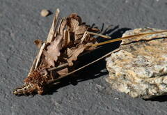 Canephora hirsuta