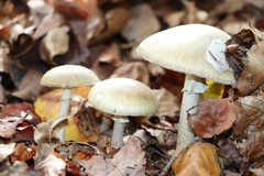 Amanita phalloides